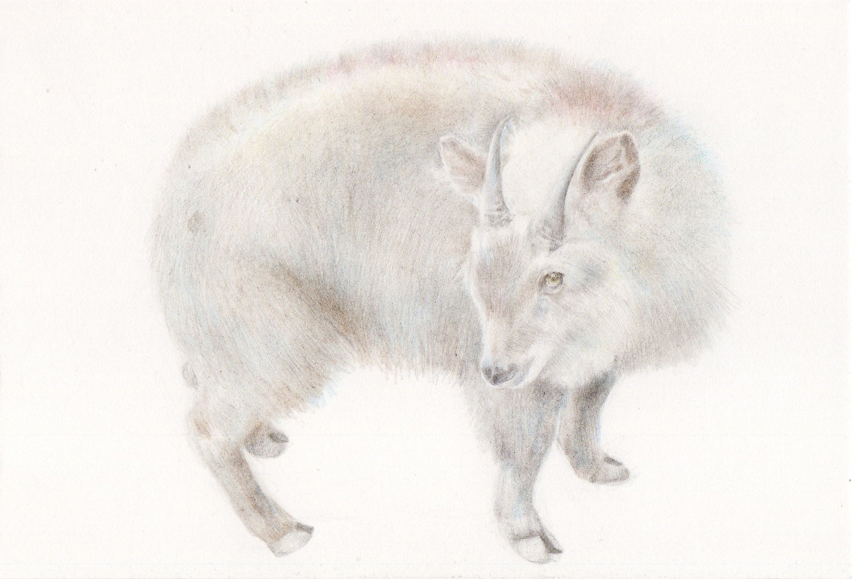 ニホンカモシカ(Capricornis crispus)
